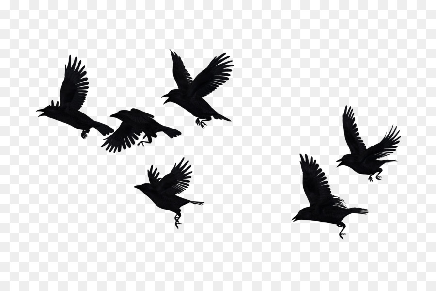 Crow Portable Network Graphics Bird Flock Raven - season of crows png flying png download - 800*600 - Free Transparent Crow png Download.