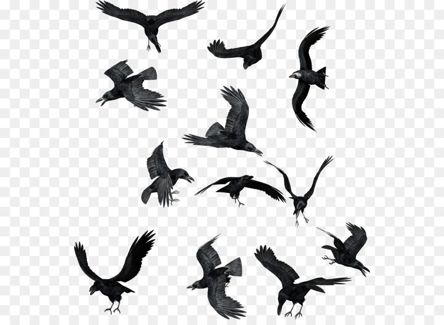 Bird Common raven Clip art - raven/ png download - 600*649 - Free Transparent Bird png Download.