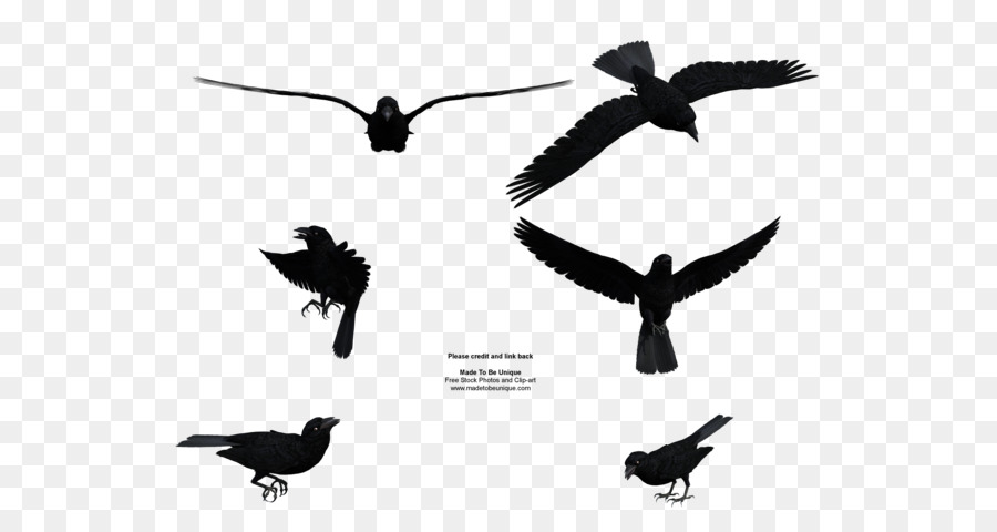Common raven Bird Flight Clip art - Flying Crow Png png download - 600*480 - Free Transparent Common Raven png Download.
