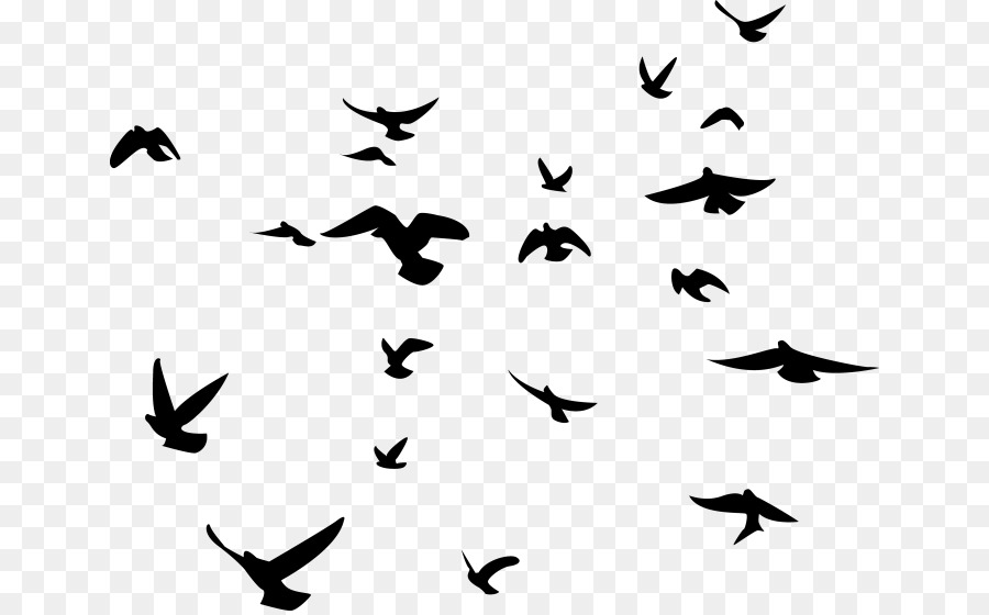 Bird Silhouette American crow Flock Clip art - Bird png download - 700*556 - Free Transparent Bird png Download.