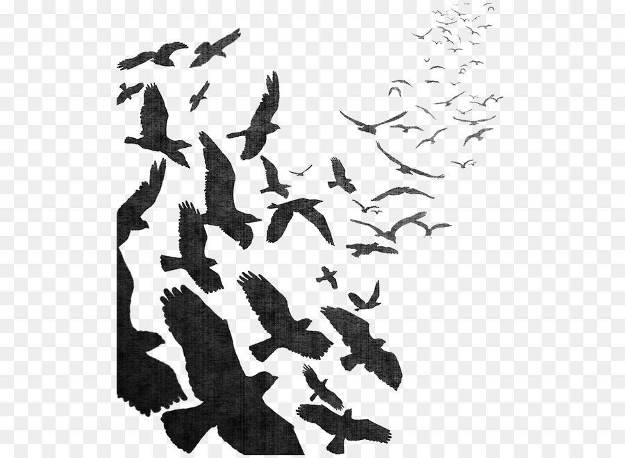 Bird flight Bird flight Common raven Flock - Watercolor Crow png download - 564*656 - Free Transparent Bird png Download.