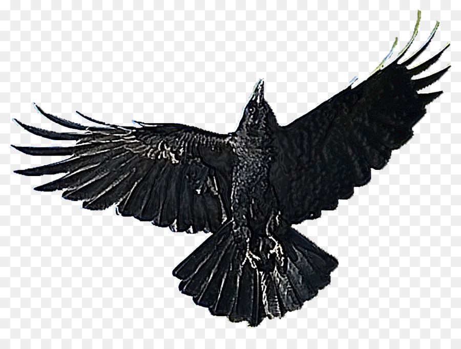 American crow Bird Clip art - write png download - 979*720 - Free Transparent American Crow png Download.