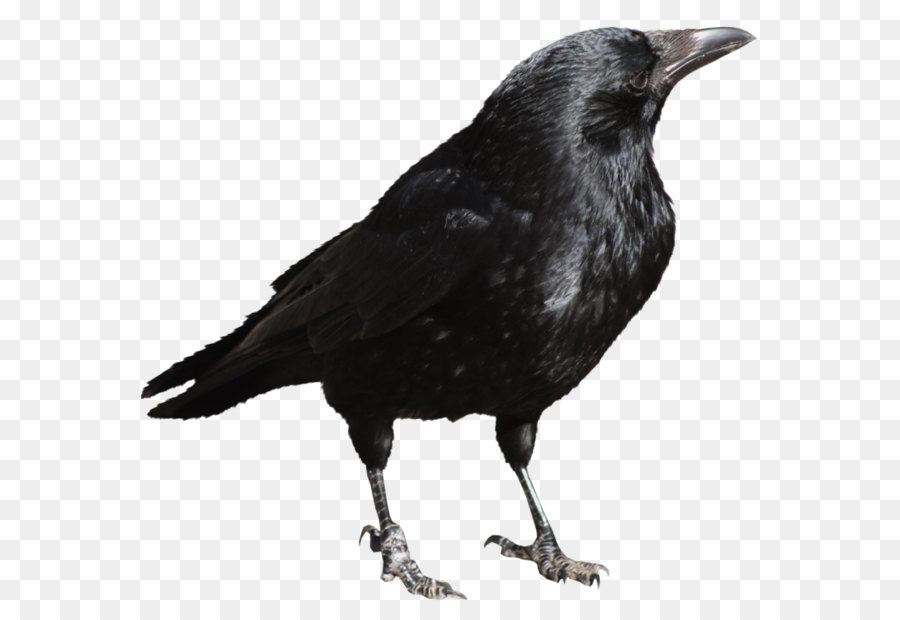 Bird Clip art - Crow Transparent PNG Picture png download - 840*785 - Free Transparent American Crow png Download.