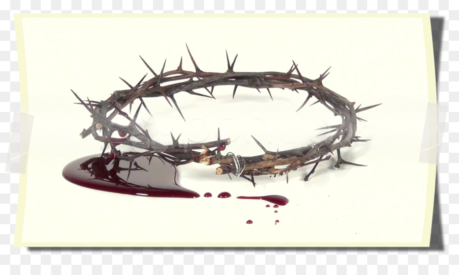 Crown of thorns Thorns, spines, and prickles YouTube Blood - spine png download - 1101*645 - Free Transparent Crown Of Thorns png Download.