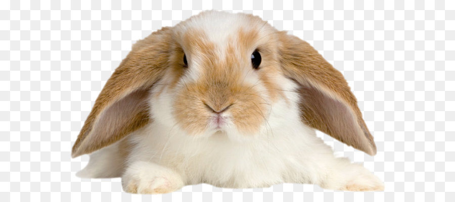 Holland Lop Rex rabbit Netherland Dwarf rabbit Tan rabbit - Cute Rabbit Transparent PNG Picture png download - 1033*629 - Free Transparent Domestic Rabbit png Download.