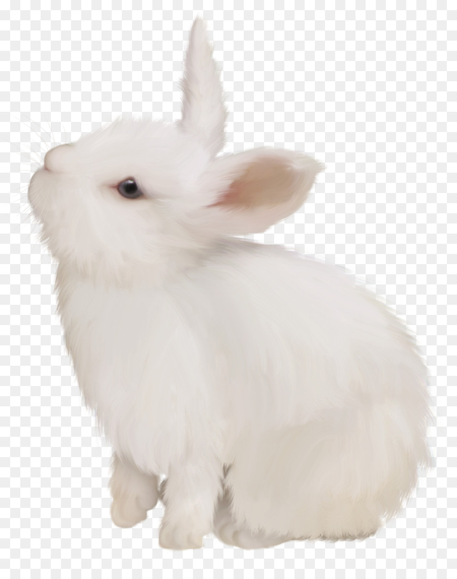 Domestic rabbit White Rabbit Easter Bunny European rabbit - White cute bunny png download - 951*1200 - Free Transparent Domestic Rabbit png Download.