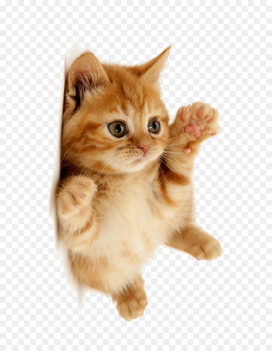 Cute cat png download - 658*1170 - Free Transparent Kitten png Download.