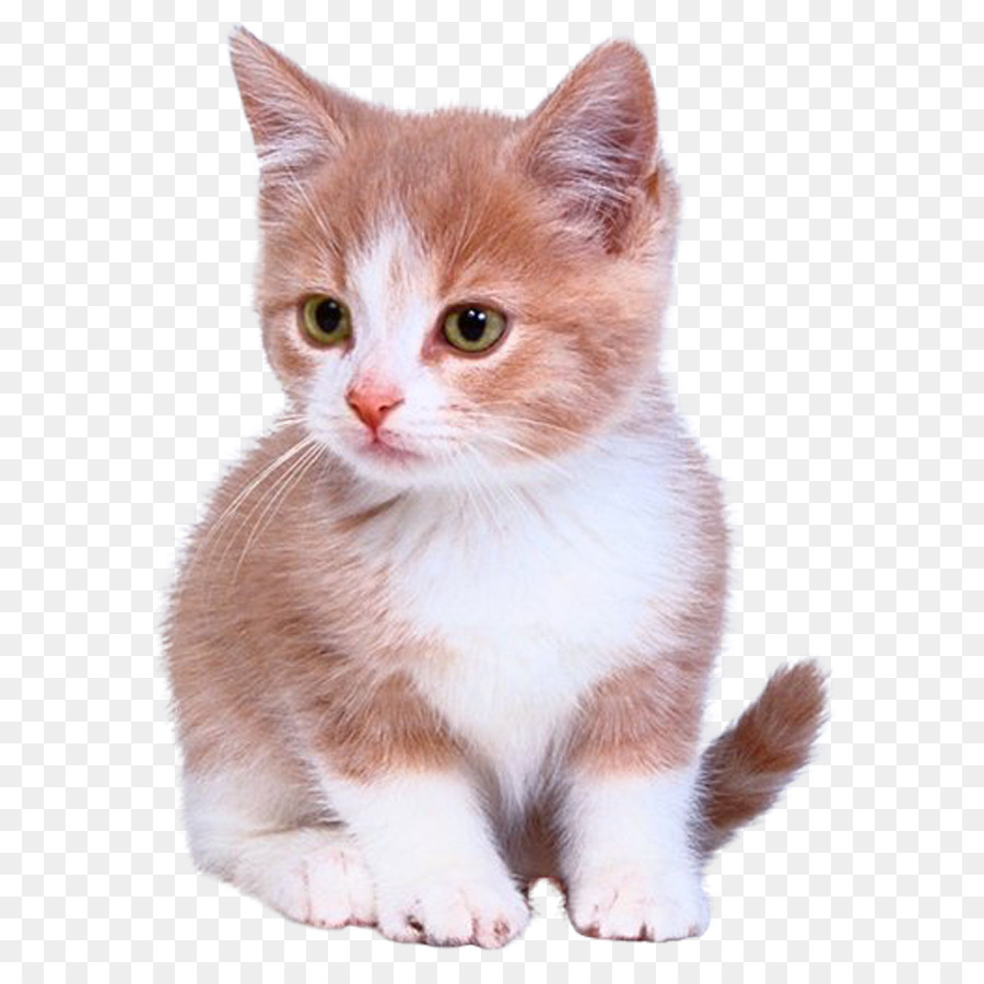Bengal cat Kitten Puppy Dog Cuteness - Cute cat Vector png download - 900*900 - Free Transparent Bengal Cat png Download.