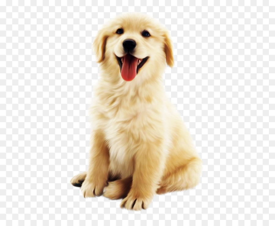 Cute golden pet dog png download - 823*921 - Free Transparent  png Download.