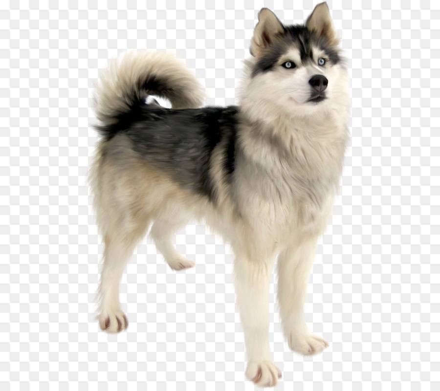 Cute dog png download - 567*800 - Free Transparent Siberian Husky png Download.