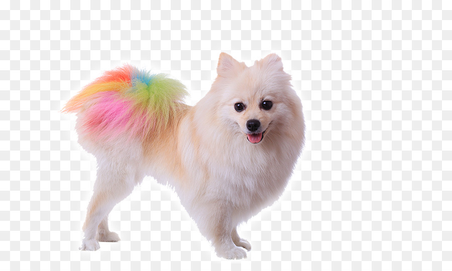 Pomeranian Poodle Puppy Dog grooming Stock photography - cute dog png download - 700*525 - Free Transparent Pomeranian png Download.