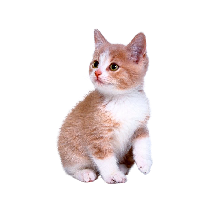 Cute kitten png download - 700*700 - Free Transparent Kitten png