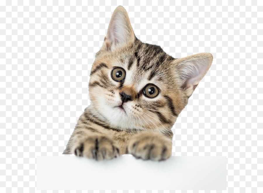 American Shorthair British Shorthair Kitten Dog Puppy - Cute kitten pictures png download - 650*650 - Free Transparent American Shorthair png Download.