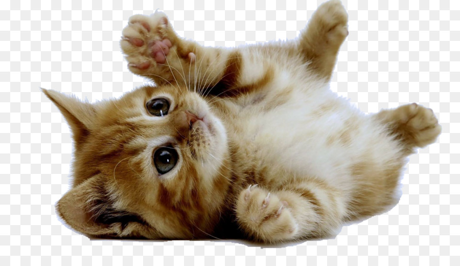 Cute Kitten American Shorthair Cuteness Puppy - kitten png download - 1280*720 - Free Transparent Kitten png Download.