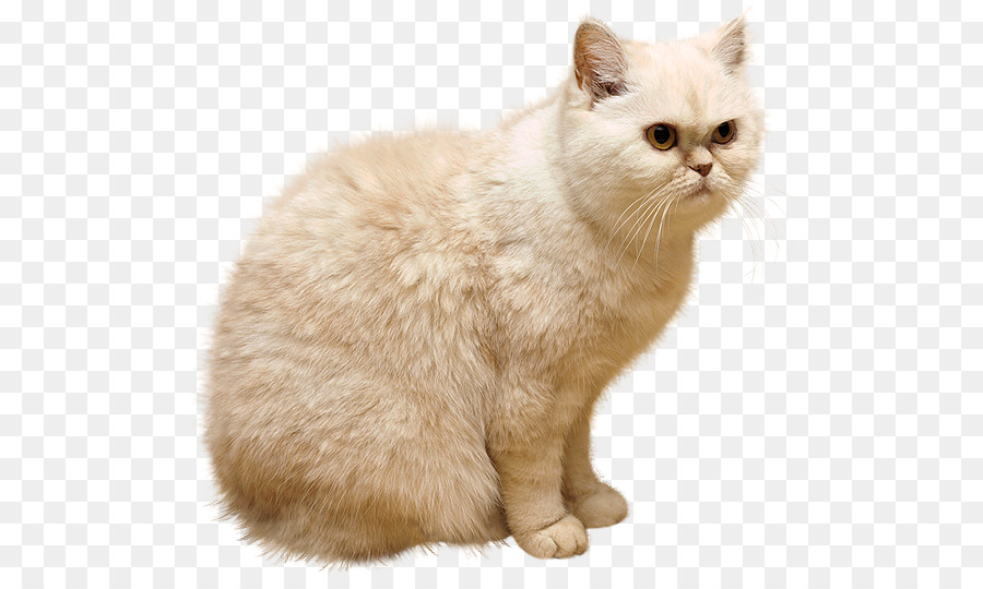 Persian cat Kitten Puppy Clip art - cute animals png download - 557*528 - Free Transparent Persian Cat png Download.