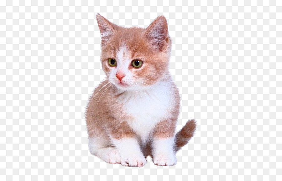 Kitten Cat Puppy Dog Litter box - Cute kitten png download - 614*578 - Free Transparent Kitten png Download.