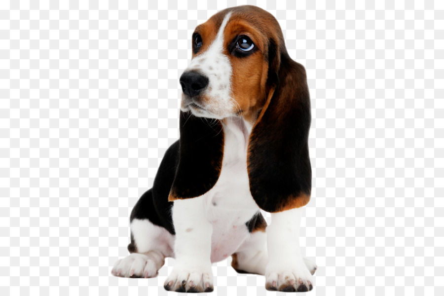 Basset Hound Puppy Clip art - Dog Daycare png download - 550*600 - Free Transparent Basset Hound png Download.