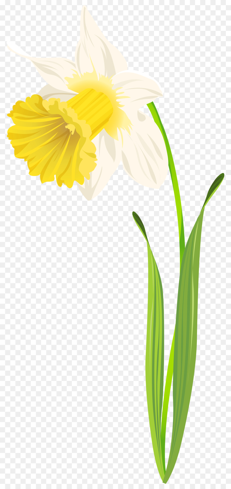 Daffodil Flower Clip art - grasshopper png download - 3817*8000 - Free Transparent Daffodil png Download.