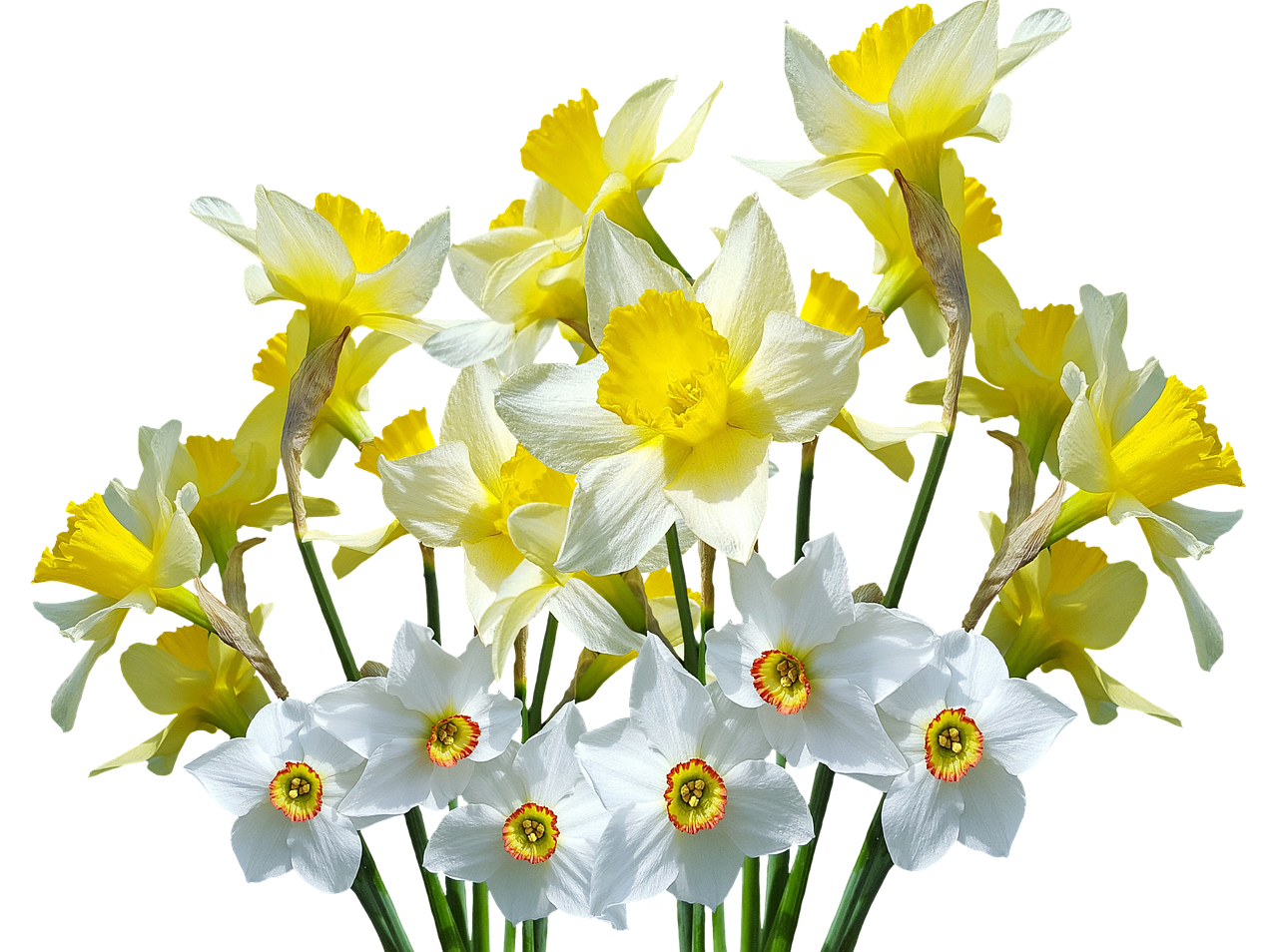 Wild daffodil Flower - flower png download - 1280*954 - Free