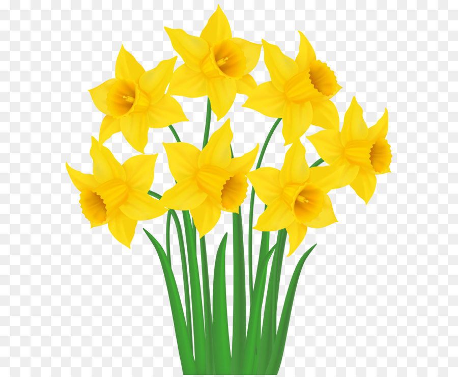 Daffodil Clip art - Yellow Daffodils PNG Transparent Clip Art Image png download - 7065*8000 - Free Transparent Daffodil png Download.