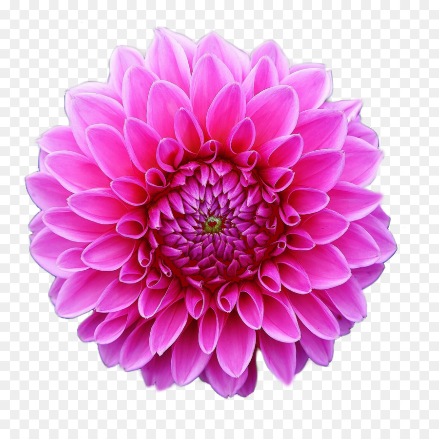 Clip art Dahlia Common daisy Flower Desktop Wallpaper - flower png download - 3100*3100 - Free Transparent Dahlia png Download.