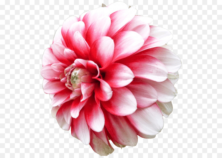 Dahlia Cut flowers Daisy family - flower png download - 850*638 - Free Transparent Dahlia png Download.