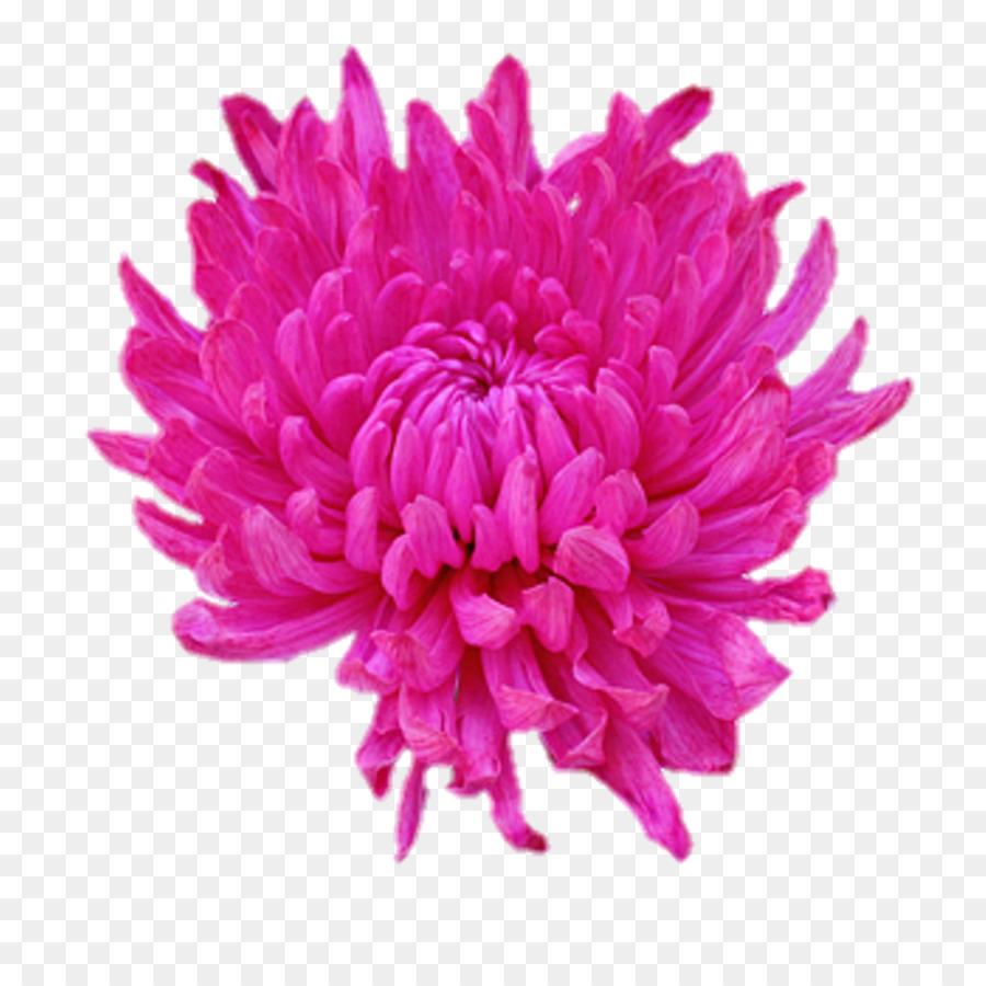 Dahlia Flower Clip art - dahlia flowers background png download - 1024*1024 - Free Transparent Dahlia png Download.