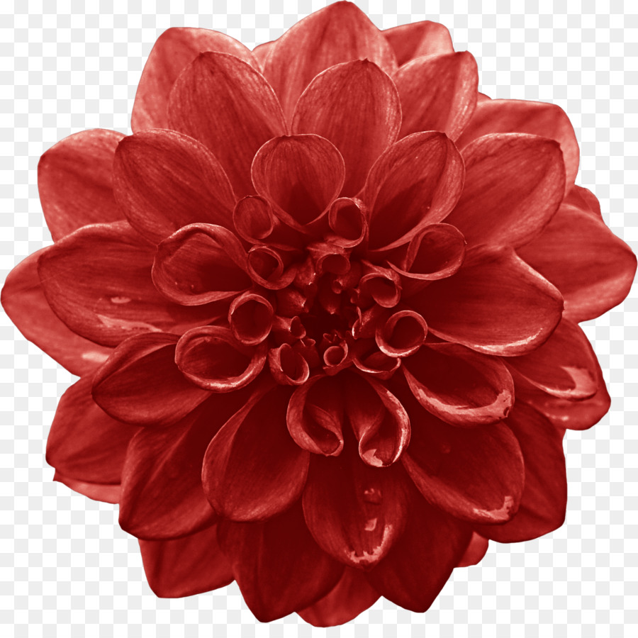 Dahlia Cut flowers Red Lilium - northeast big red flower png download - 1498*1475 - Free Transparent Dahlia png Download.