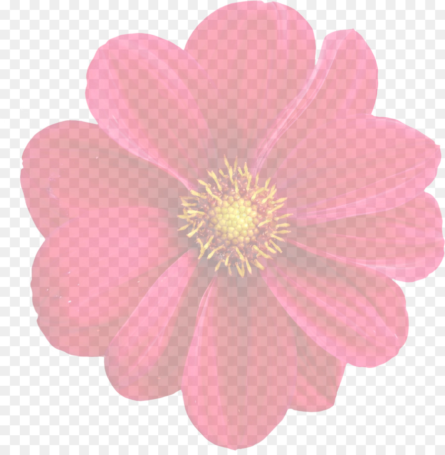 Dahlia Flower Plant Clip art - flowers bloom png download - 2393*2423 - Free Transparent Dahlia png Download.