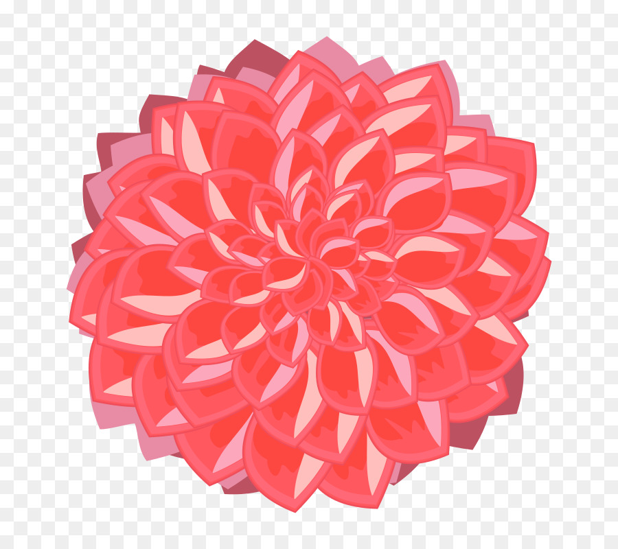 Dahlia Drawing Clip art - others png download - 800*800 - Free Transparent Dahlia png Download.