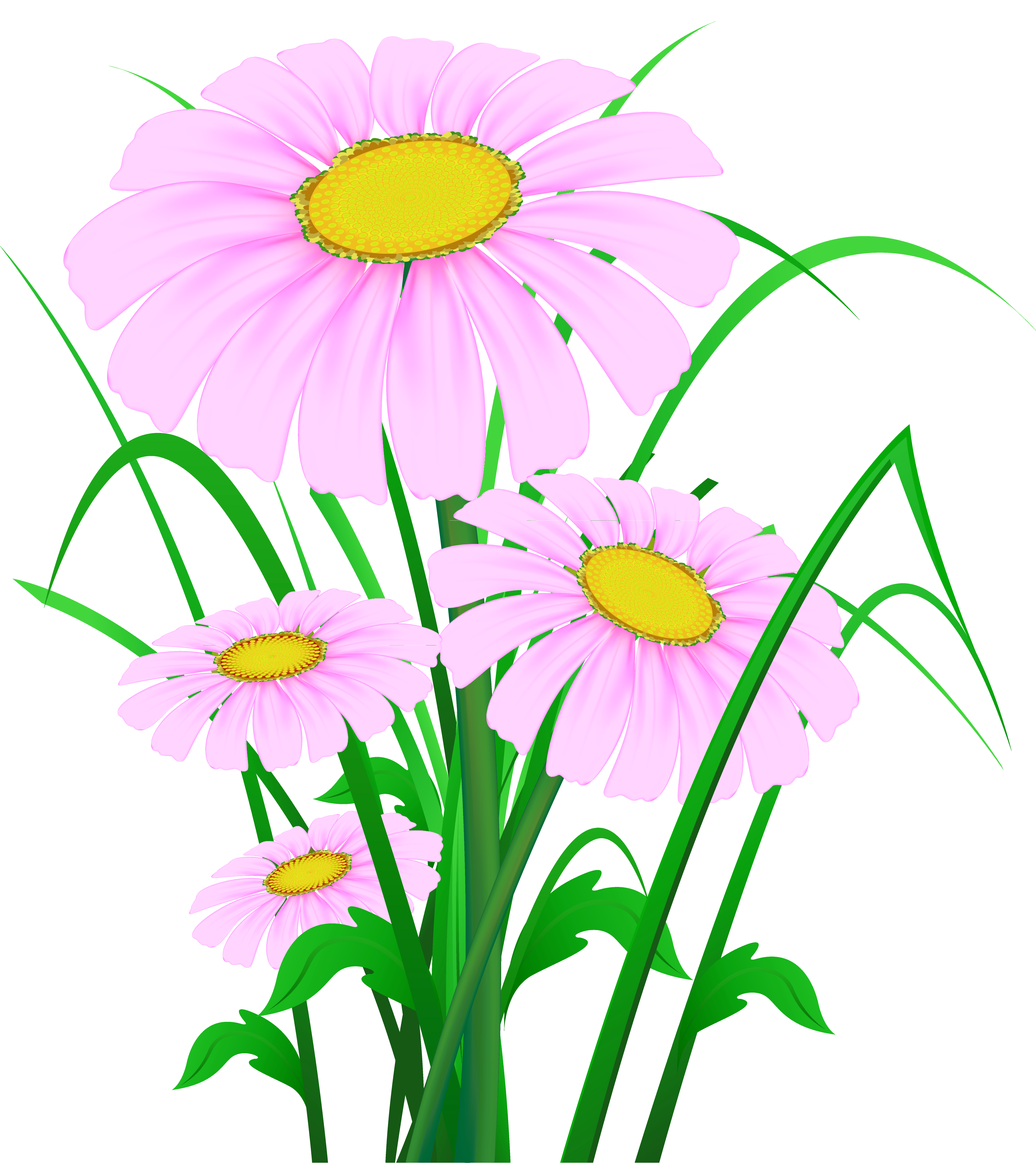 Flower Clip Art Transparent Pink Daisies Png Clipart Png Download 3295 3699 Free Transparent Common Daisy Png Download Clip Art Library