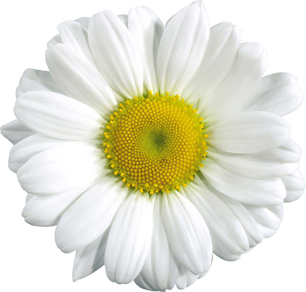 Common Daisy Clip Art Large Transparent Daisy Clipart Png Download