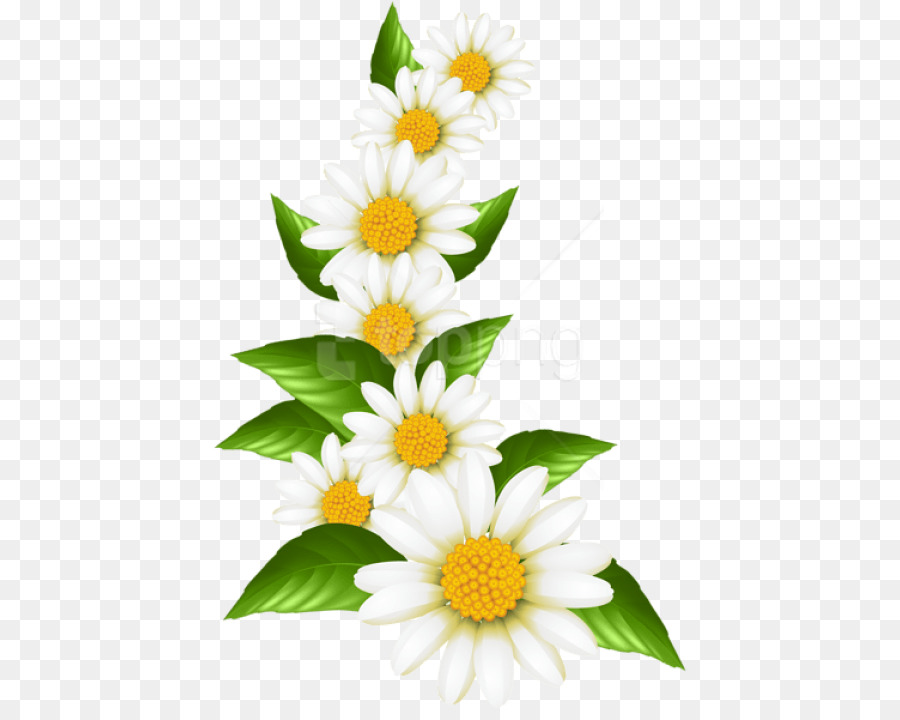 Clip art Portable Network Graphics Common daisy Transparency Image - august png bonjour png download - 475*709 - Free Transparent Common Daisy png Download.
