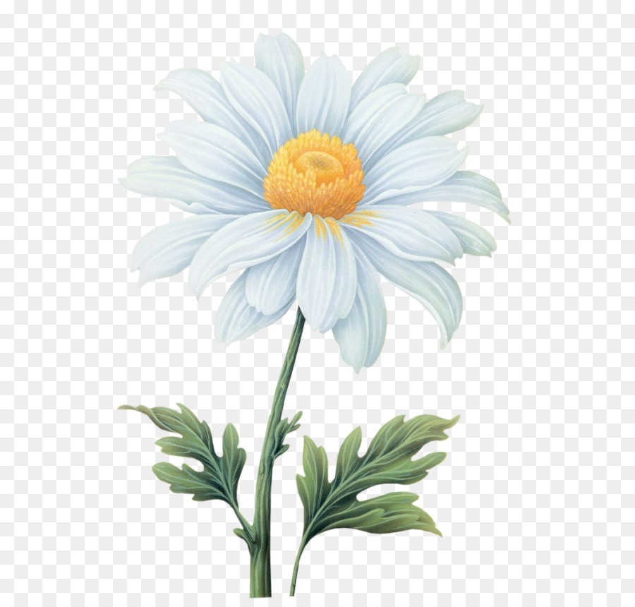 Common daisy Flower Transvaal daisy - Watercolor flowers png download - 638*850 - Free Transparent Common Daisy png Download.