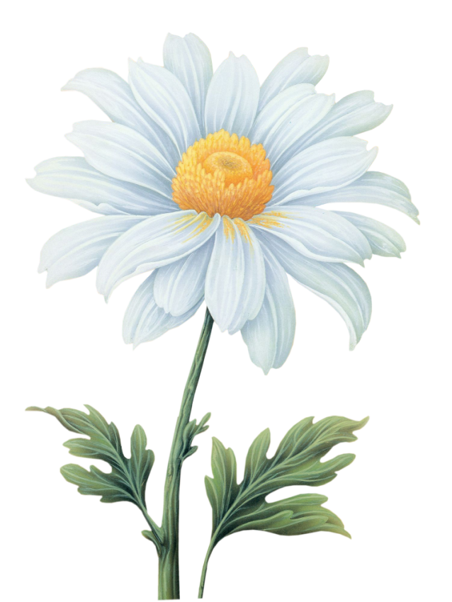 Common daisy Flower Transvaal daisy - Watercolor flowers png download