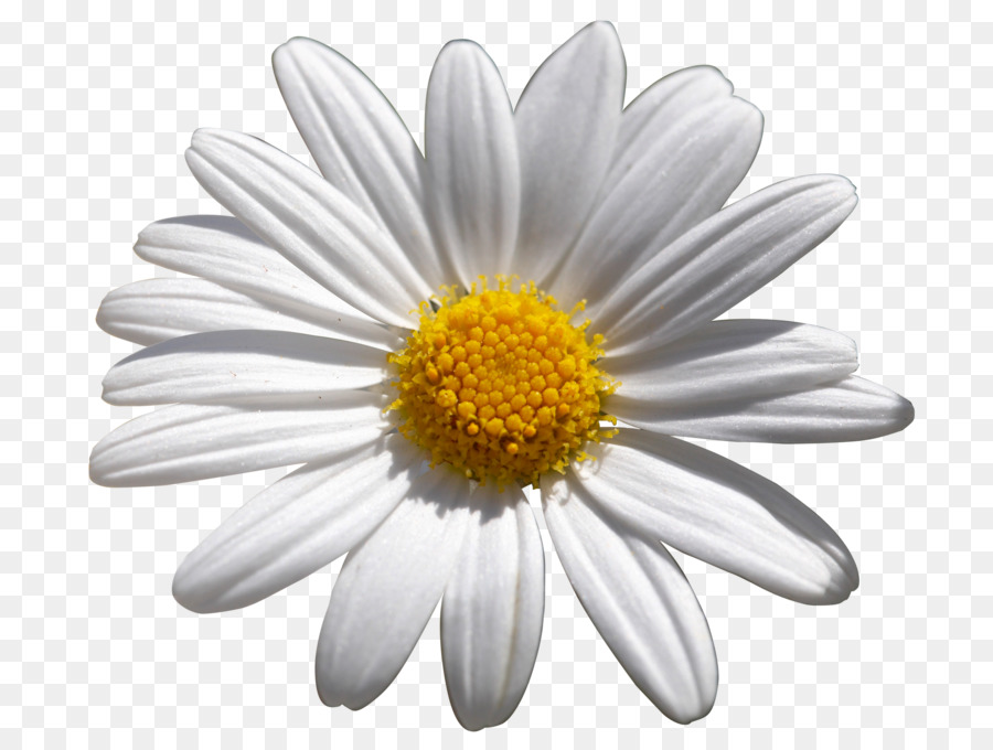 Common daisy Flower Shasta daisy African daisies - flower png download - 800*675 - Free Transparent Common Daisy png Download.