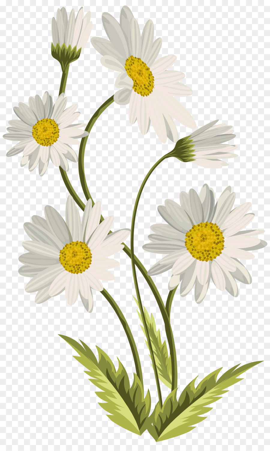 Common daisy Art Clip art - daysies png download - 4861*8000 - Free Transparent Common Daisy png Download.