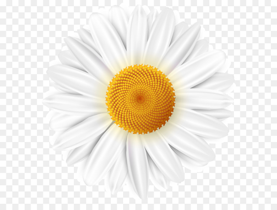 Common daisy Clip art - White Daisy Transparent PNG Clip Art Image png download - 4000*4063 - Free Transparent Common Daisy png Download.