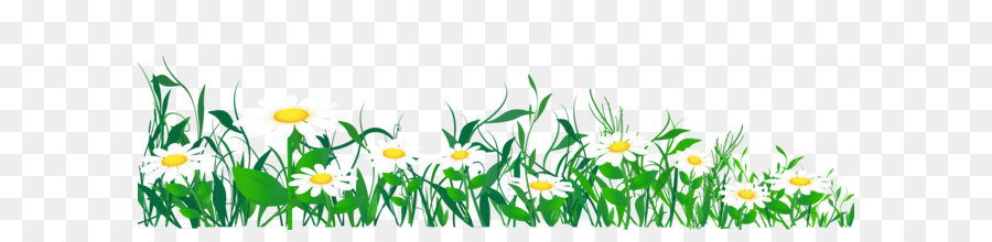 Common daisy Clip art - Daisies and Grass PNG Clipart Picture png download - 3872*1244 - Free Transparent Common Daisy png Download.