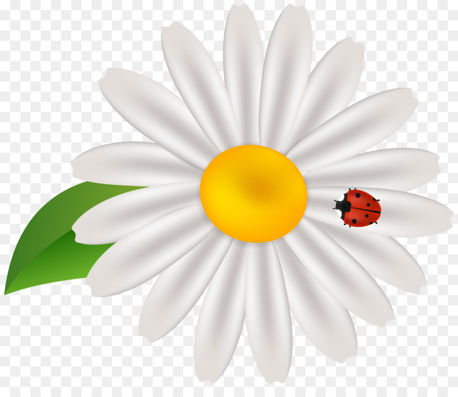 Common daisy Clip art - spring new png download - 8000*6765 - Free Transparent Common Daisy png Download.