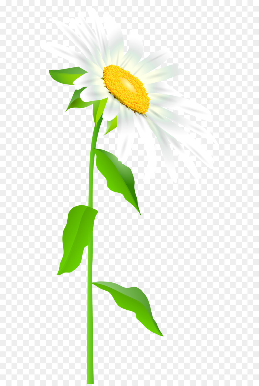 Common sunflower Text Leaf Illustration - Daisy with Stem Transparent PNG Clip Art Image png download - 3416*7000 - Free Transparent Easter Bunny png Download.