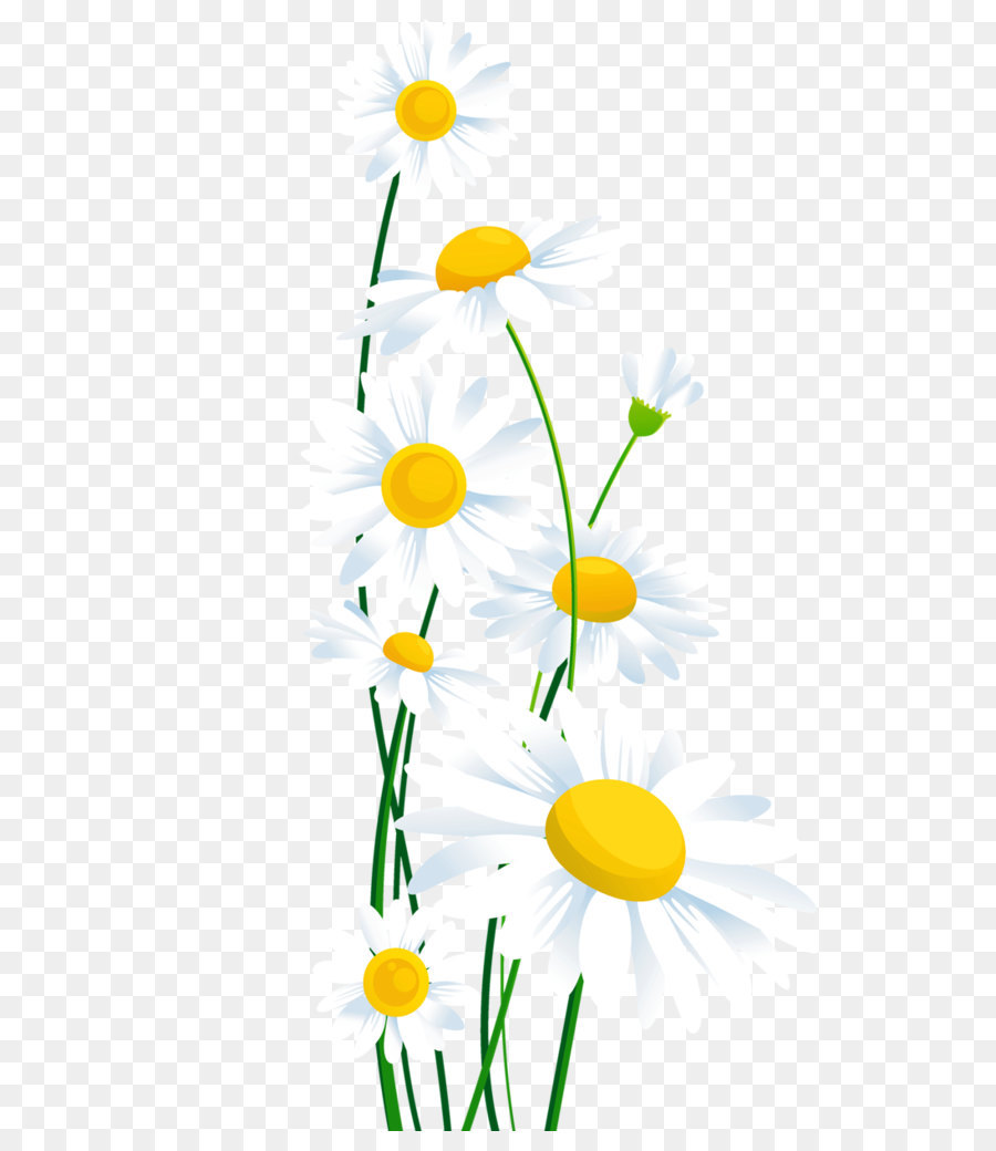 Common daisy Clip art - Transparent White Daisies PNG Clipart png download - 792*1245 - Free Transparent Common Daisy png Download.