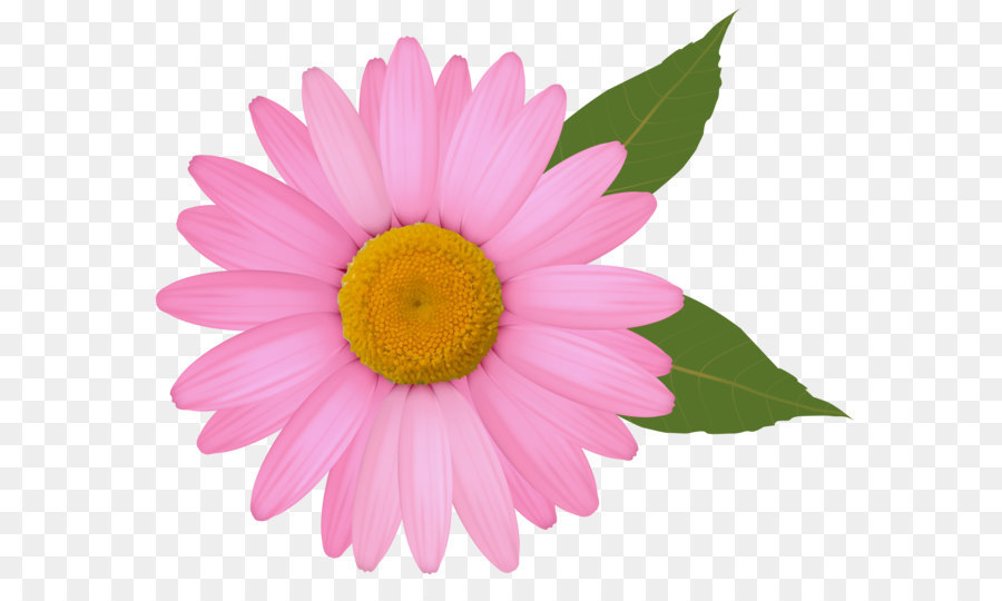 Common daisy Clip art - Pink Daisy PNG Clipart Image png download - 6006*4941 - Free Transparent Common Daisy png Download.