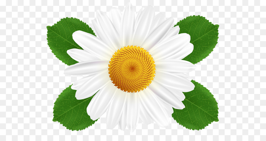 Common daisy Oxeye daisy Clip art - daisy flower png download - 600*461 - Free Transparent Common Daisy png Download.