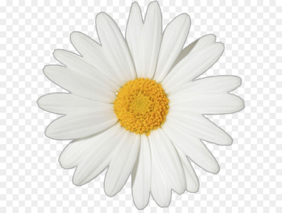 Common daisy Oxeye daisy Flower Clip art Transvaal daisy - flower png download - 667*671 - Free Transparent Common Daisy png Download.