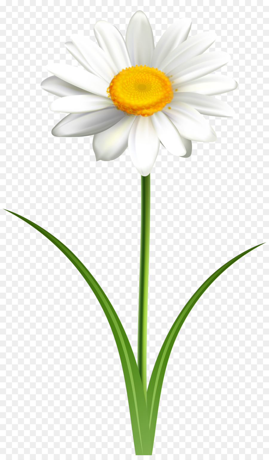 Common daisy Clip art Openclipart Vector graphics Free content - others png download - 4723*8000 - Free Transparent Common Daisy png Download.