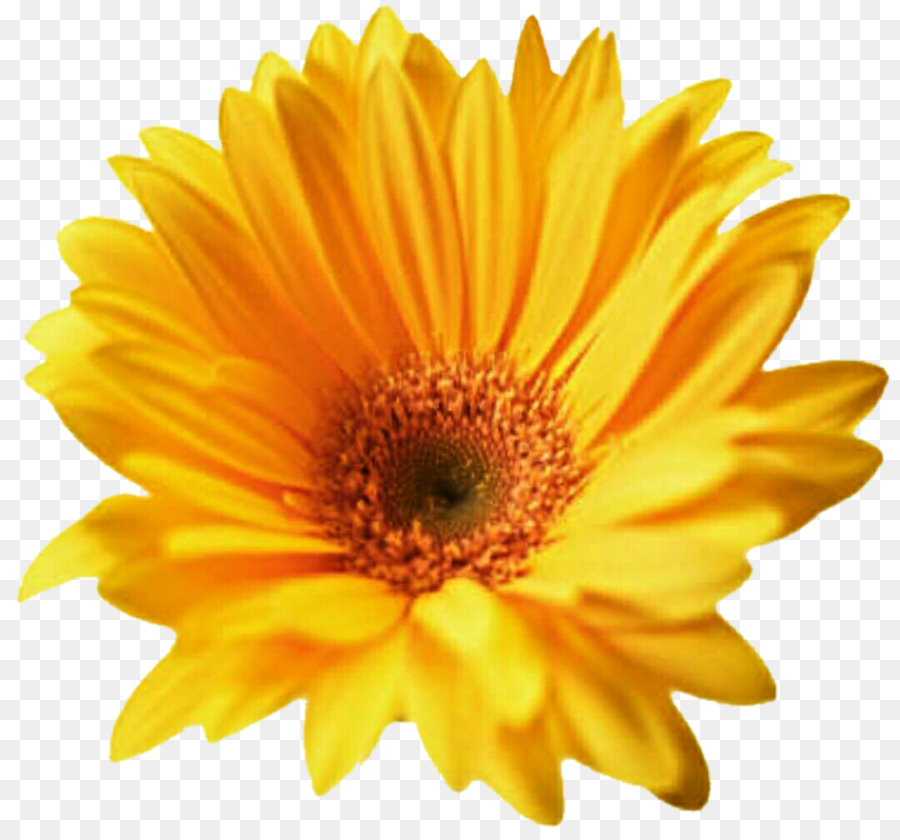 Transvaal daisy Flower Common daisy Clip art - Gerbera PNG Transparent png download - 1024*950 - Free Transparent Transvaal Daisy png Download.