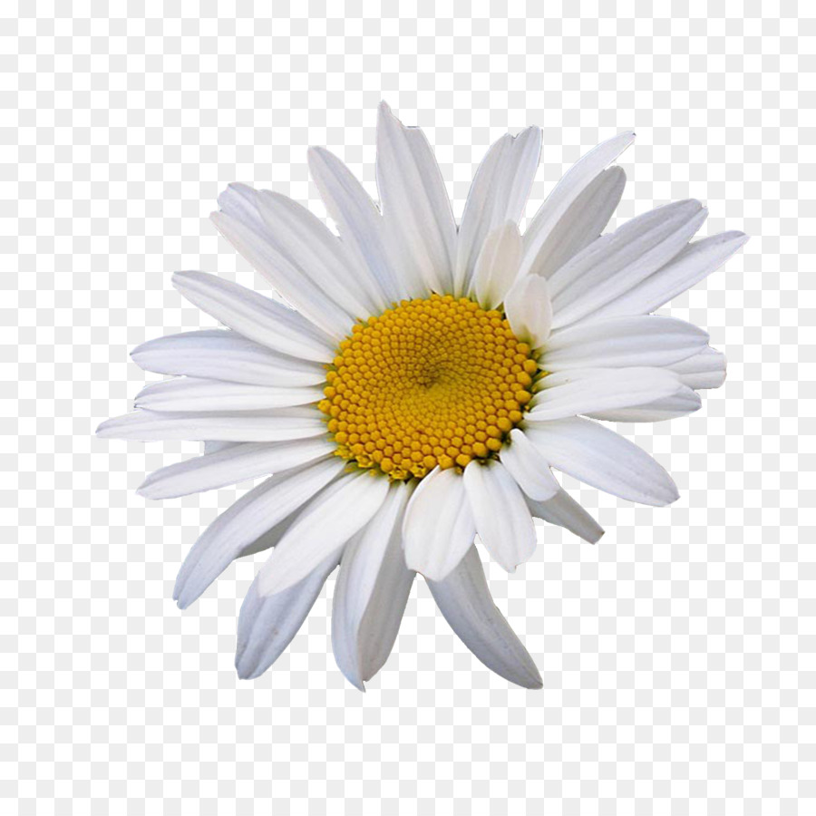 Oxeye daisy Common daisy Flower Chamomile Clip art - flower png download - 1500*1500 - Free Transparent Oxeye Daisy png Download.