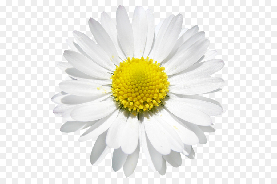 Chamomile Vector graphics Common daisy Flower Image - chamomile png download - 600*595 - Free Transparent Chamomile png Download.