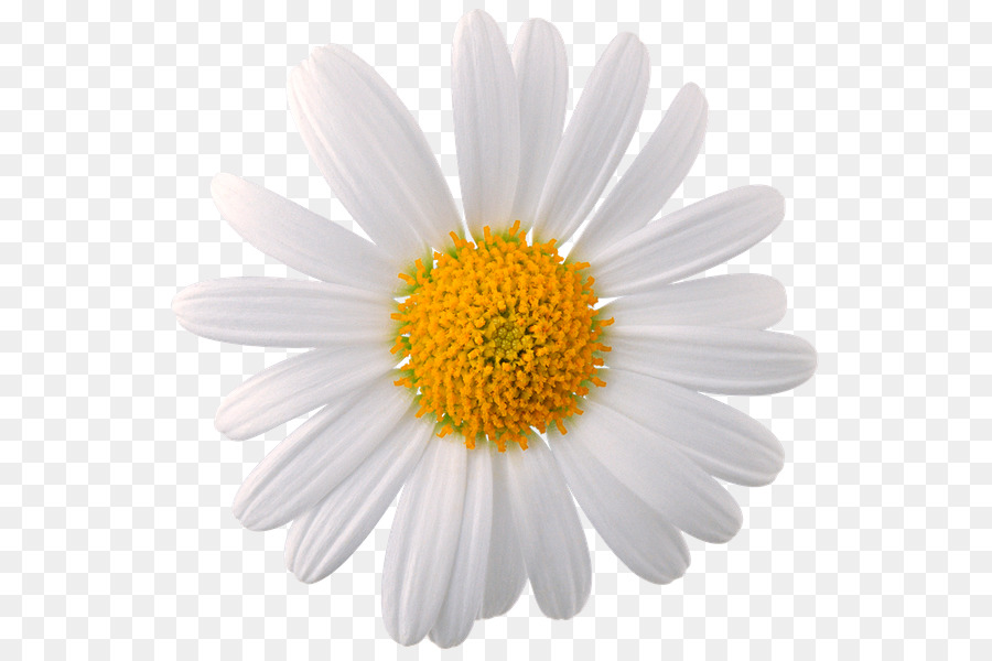 Chamomile Common daisy Flower Oxeye daisy - chamomile png download - 600*600 - Free Transparent Chamomile png Download.